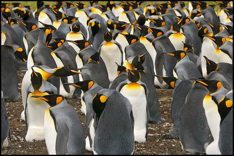 King Penguin, Falkland Islands
