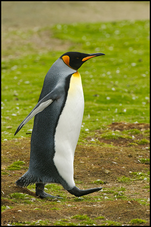 King Penguin, Falkland Islands