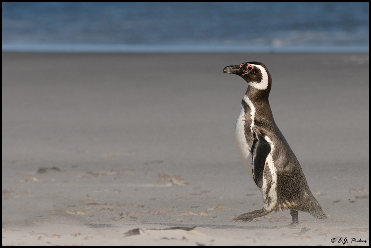 Magellanic Penguin, Falkland Islands