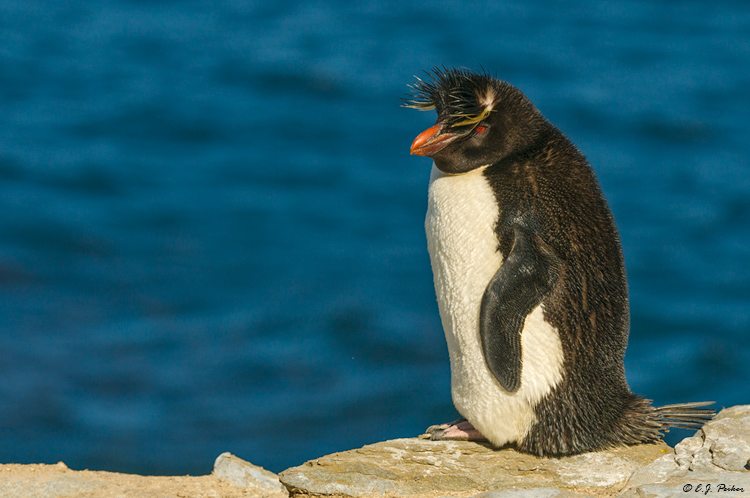 Rockhopper Penguin, Falkland Islands