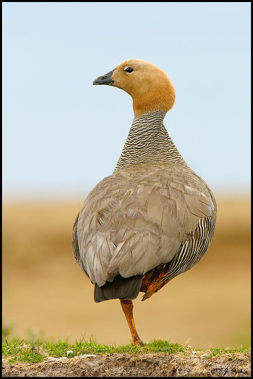 Ruddy-headed Goose, Falkland Islands