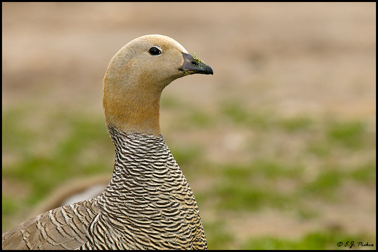Ruddy-headed Goose, Falkland Islands
