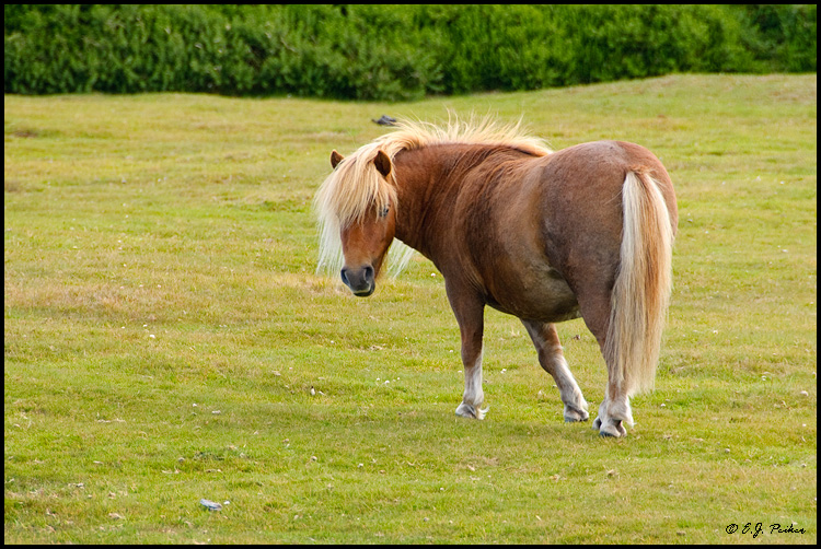 Shetland Pony, Falkland Islands