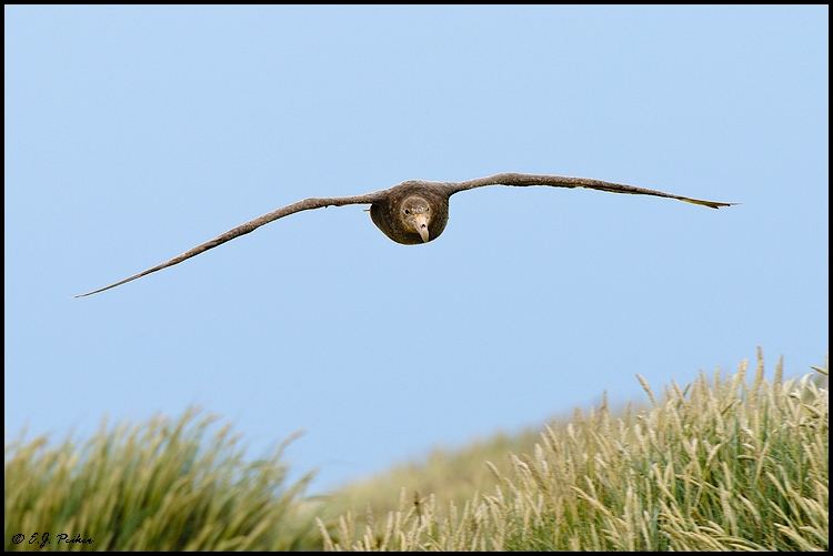Southern Giant Petrel, Falkland Islands