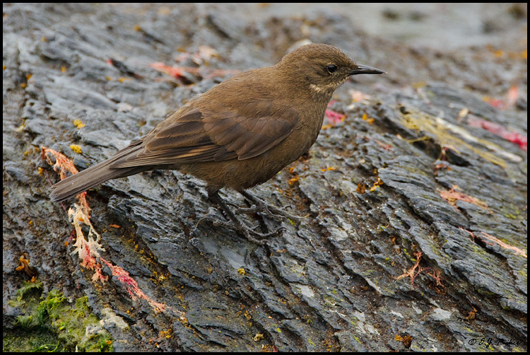 Tussockbird (Blackish Cinclodes), Falkland Islands