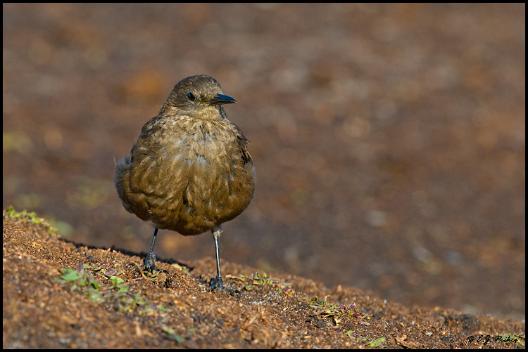 Tussockbird (Blackish Cinclodes), Falkland Islands