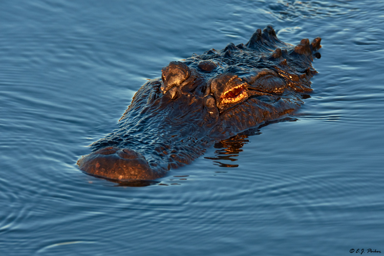 American Alligator, Wakodahatchee, FL