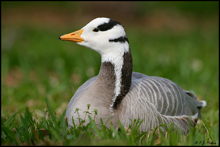 Bar-headed Goose, Miami, FL
