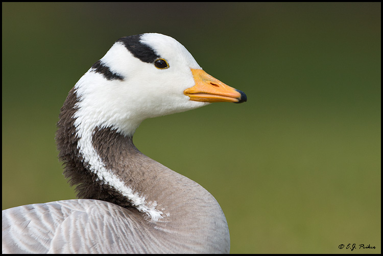 Bar-headed Goose, Miami, FL