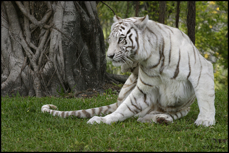 Bengal Tiger, Miami, FL (captive)