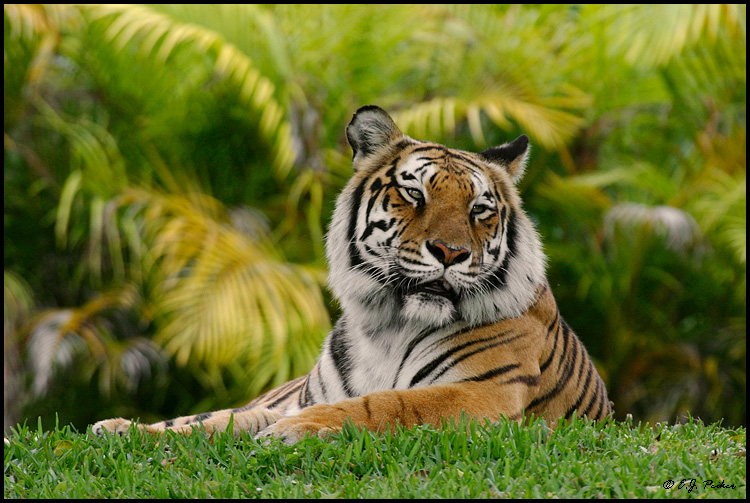 Bengal Tiger, Miami, FL (captive)
