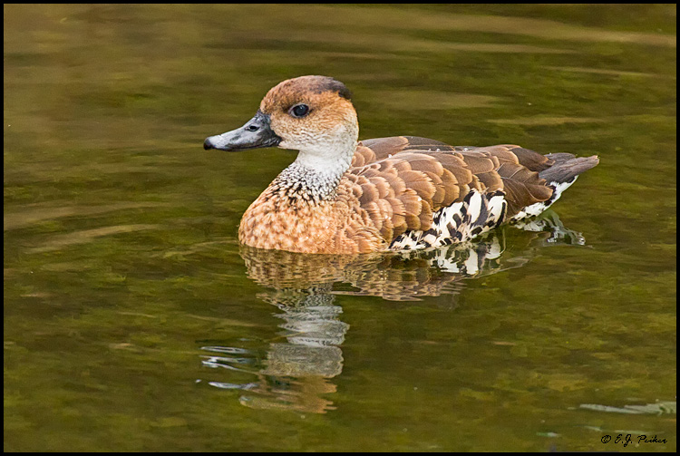 West Indian Whistling Duck, Miami, FL