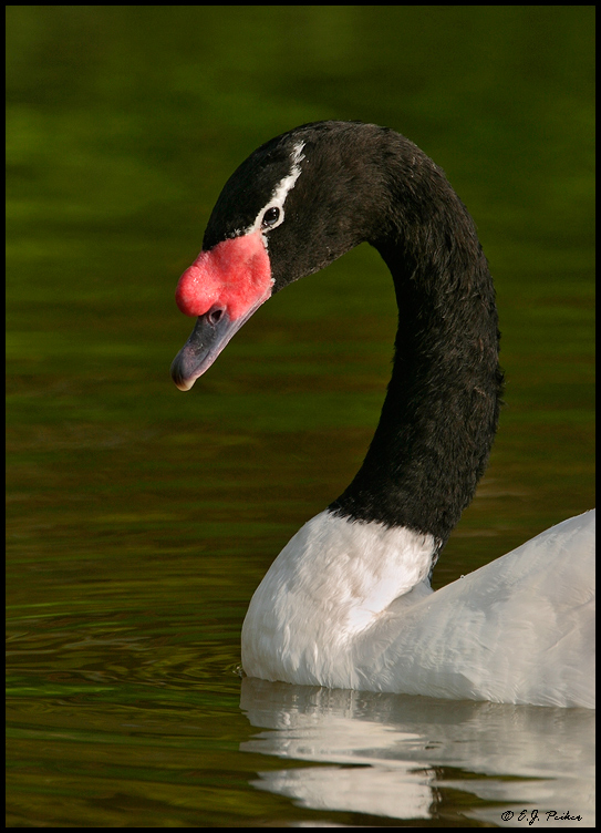 Black-necked Swan, Key Biscayne, FL
