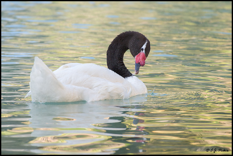 Black-necked Swan, Key Biscayne, FL