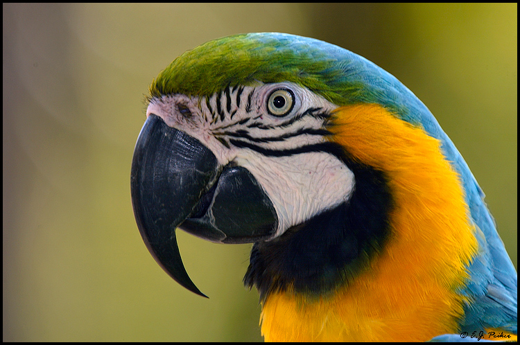 Blue-gold Macaw