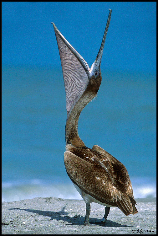 Brown Pelican,Captiva, FL