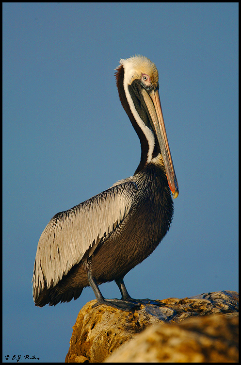 Brown Pelican, Captiva, FL