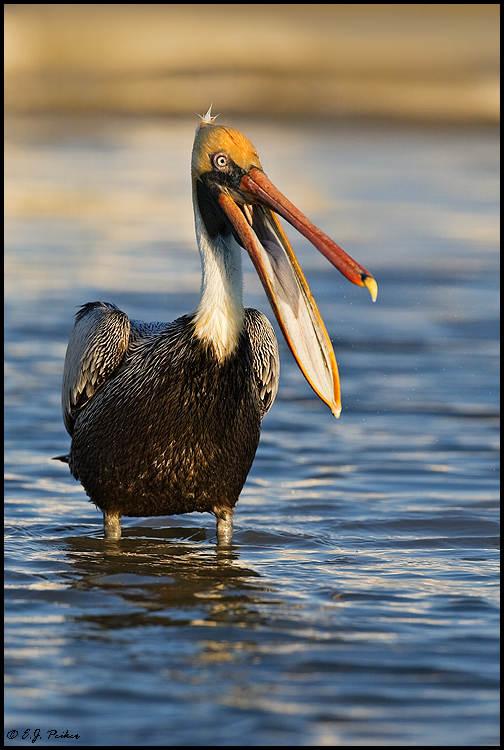 Brown Pelican, Ft Myers, FL