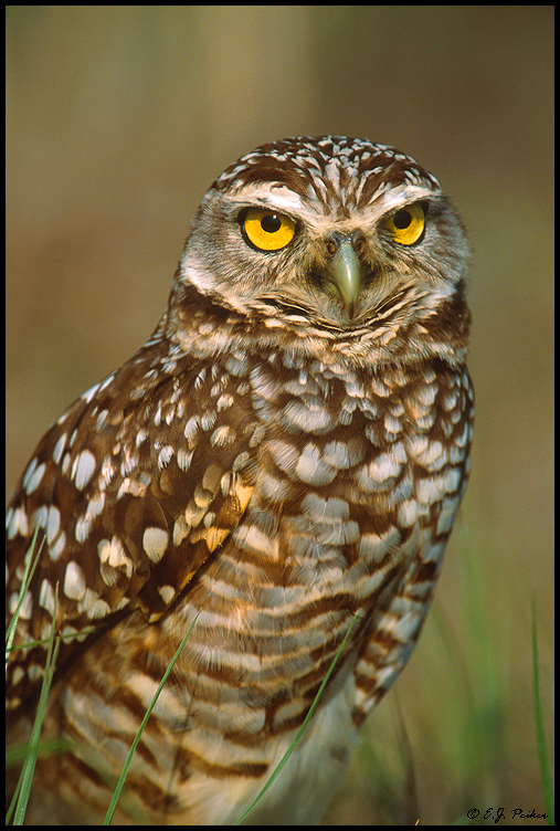 Burrowing Owl, Cape Coral, FL