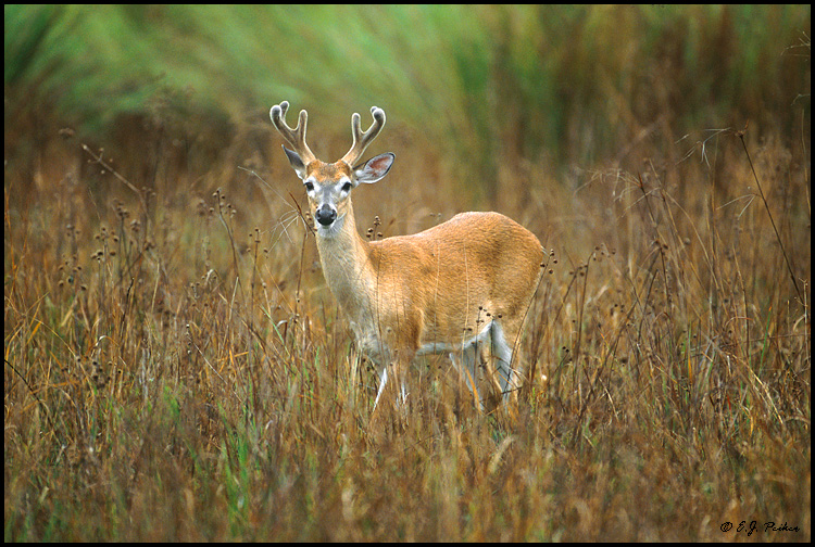 White-tailed Deer, Florida