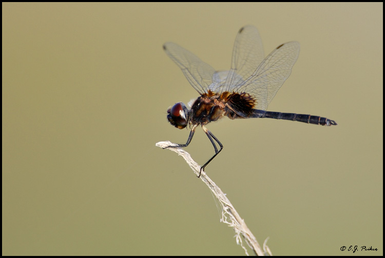 Dragonfly, Merritt Island NWR, FL