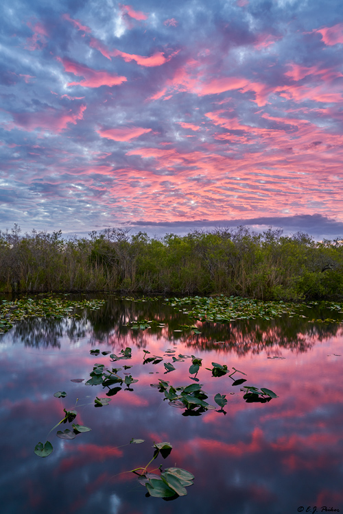 Anhinga Trail, Everglads, FL