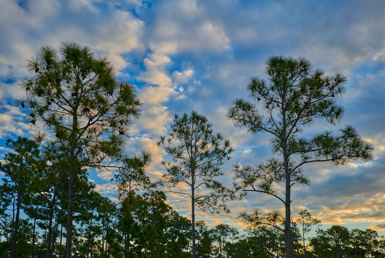 Long Pine Key, Everglads, FL