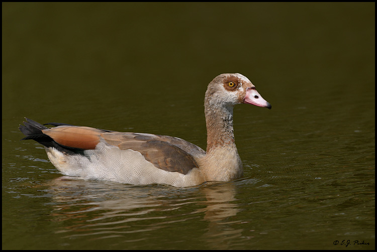 Egyptian Goose, Miami, FL