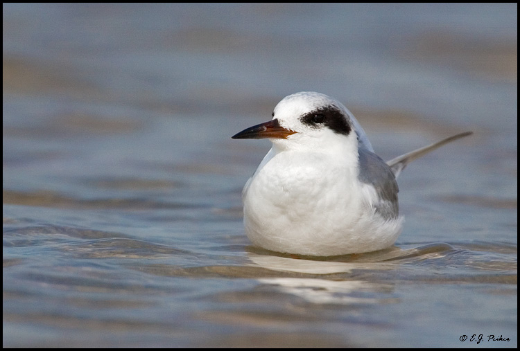 Forster's Tern, Cape May, NJ