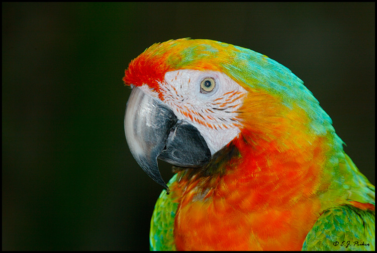 Hybrid Macaw