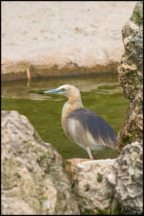 Javan Pond Heron, Miami, FL