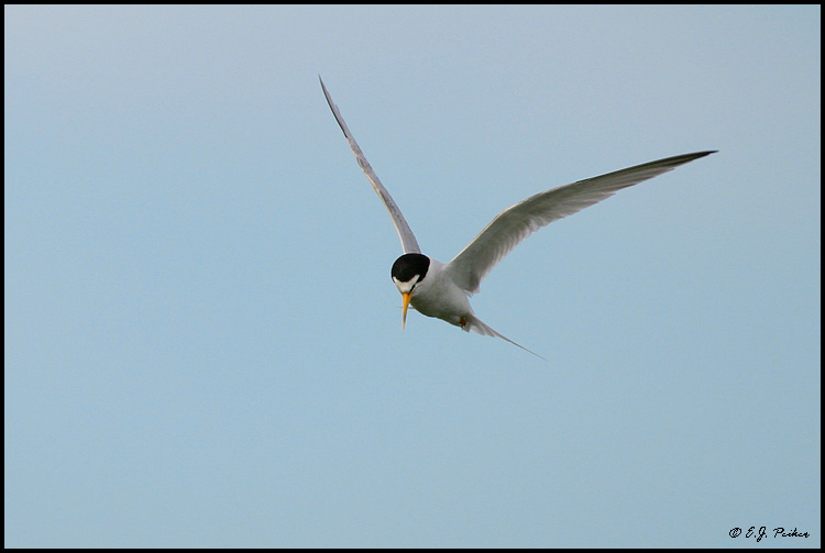Least Tern, Wakodahatchee, FL