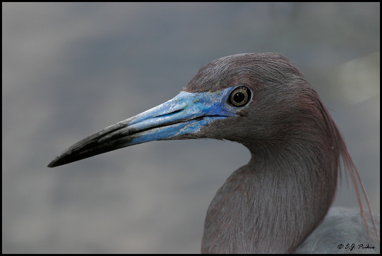 Little Blue Heron, Everglades NP, FL
