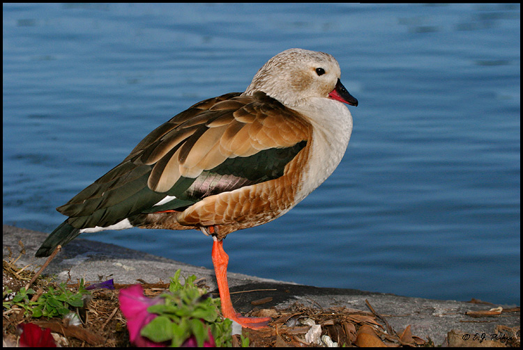 Orinoco Goose, Miami, FL