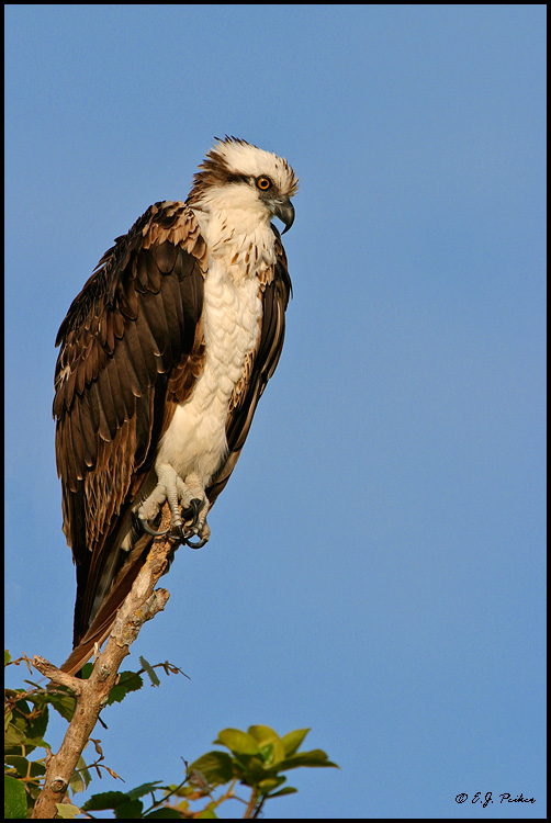 Osprey, Everglades NP, FL