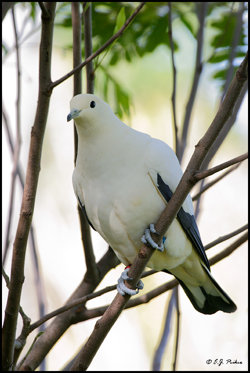 Pied Imperial Pigeon, Miami, FL