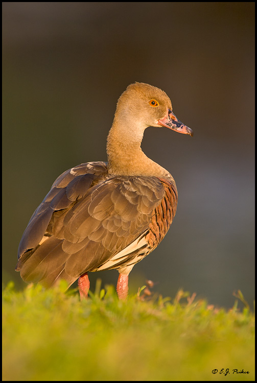 Plumed Whistling Duck, Miami, FL