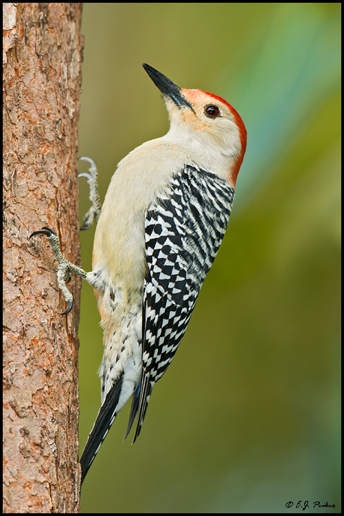 Red-bellied Woodpecker, West Palm Beach, FL
