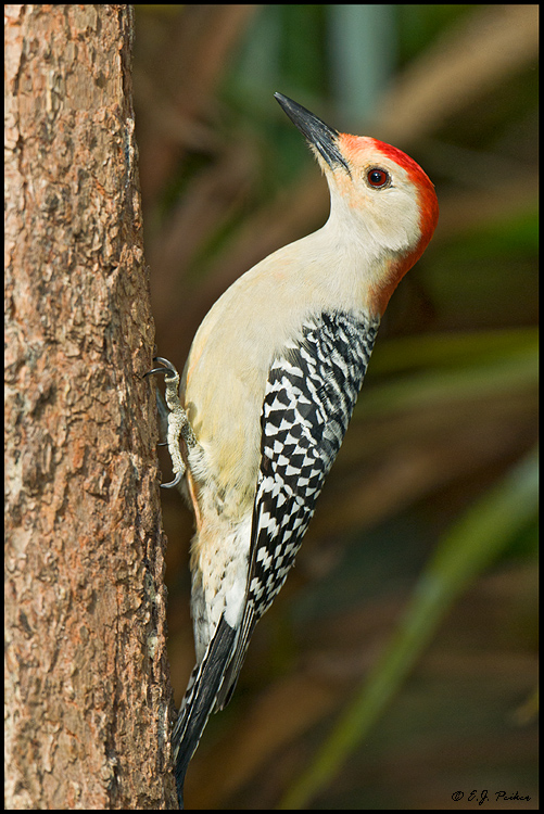 Red-bellied Woodpecker, West Palm Beach, FL