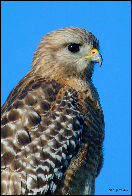 Red-shouldered Hawk, FL