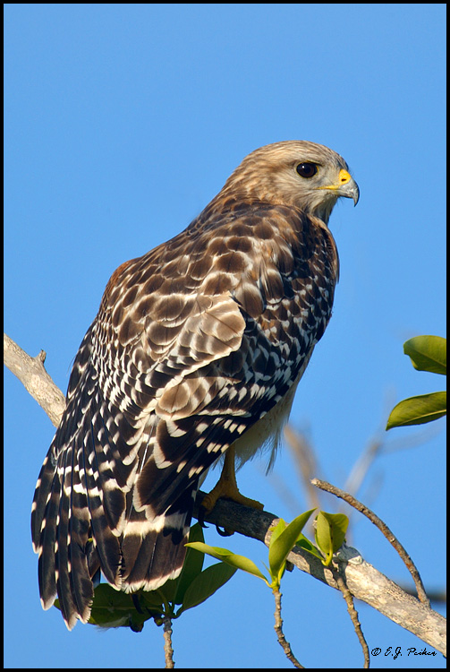 Red-shouldered Hawk, FL