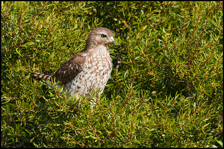 Red-shoudered Hawk, Melbourne, FL