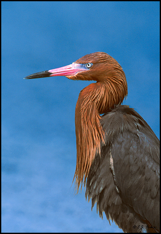 Reddish Egret, Ft. Myers Beach, FL