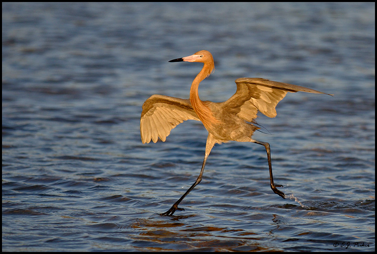 Reddish Egret, Ft. Myers Beach, FL