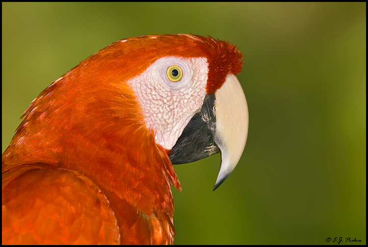 Scarlet Macaw, St. Augustine, FL