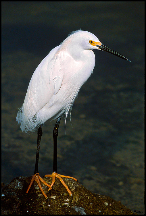 Snowy Egret, St. Augustine, FL