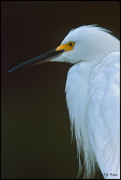 Snowy Egret, Sanibel Island, FL