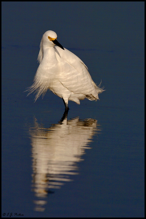 Snowy Egret, Ft. Myers Beach, FL