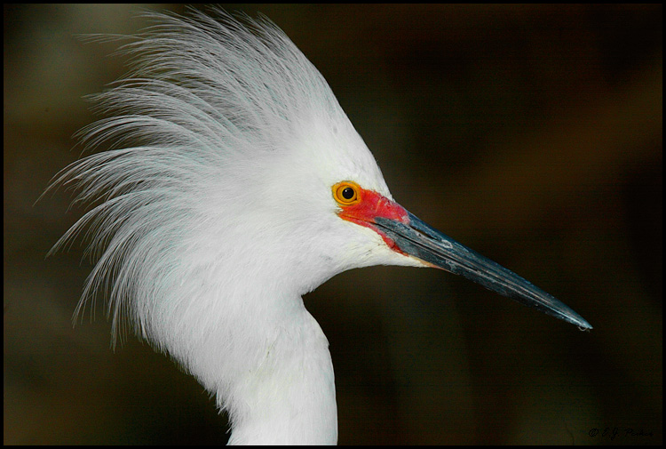 Snowy Egret, St. Augustine, FL