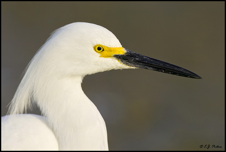Snowy Egret, Sanibel Island, FL